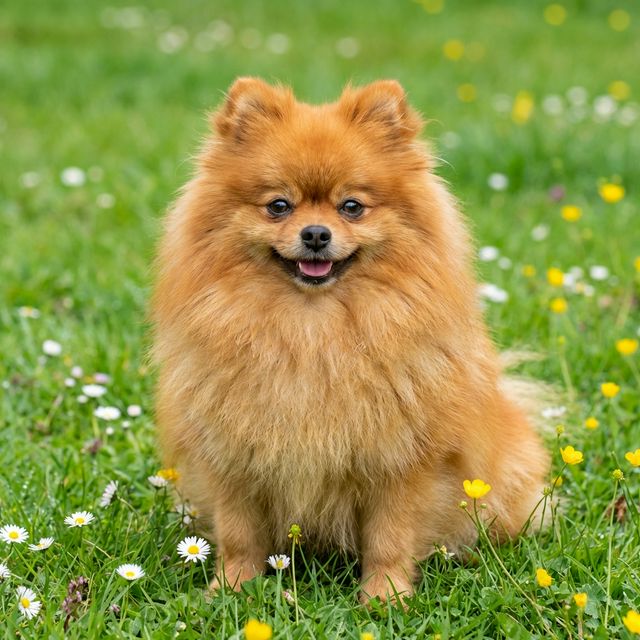 Pomeranian White
